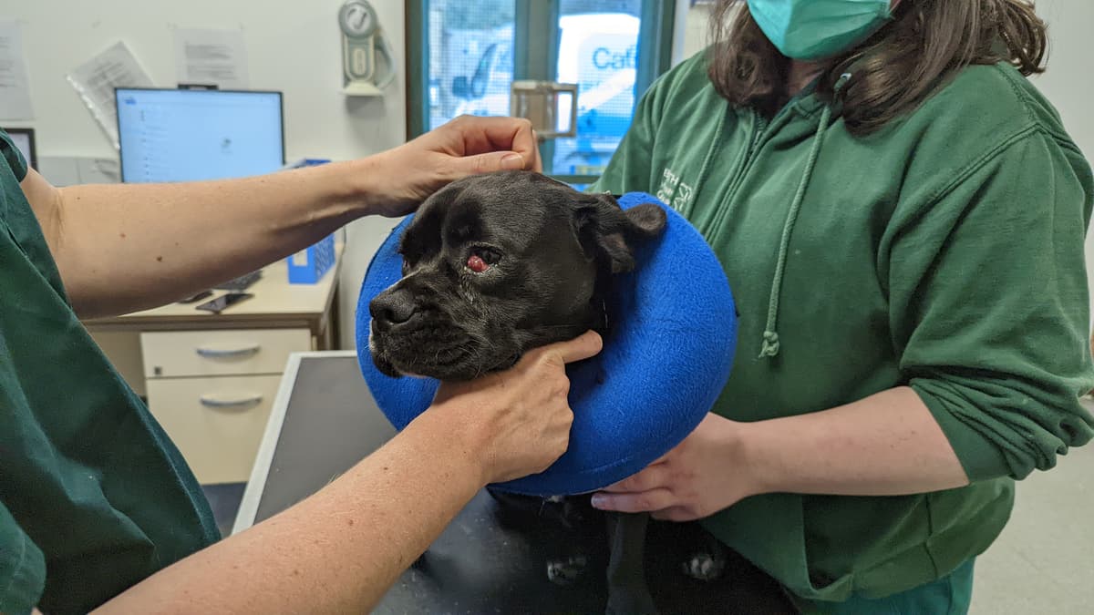 Bath Cats & Dogs Home call on donators for The Big Give Christmas